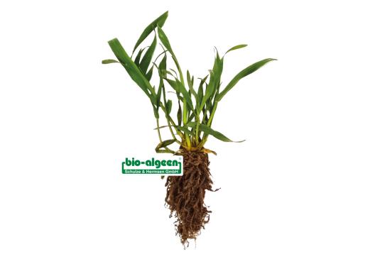 Check: Barley without and with S92
