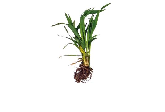 Check: Barley without and with S92